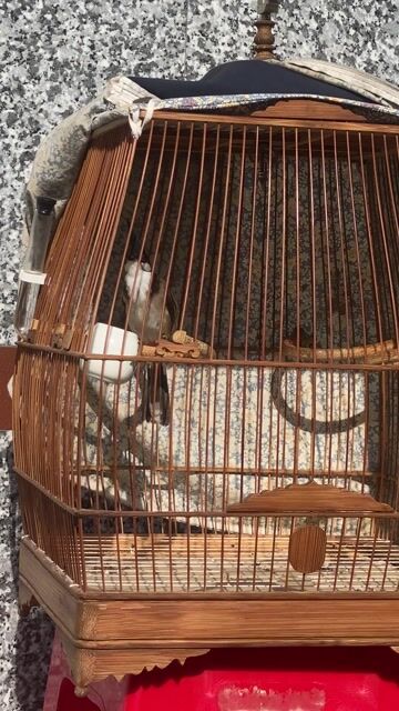 Lồng Sing Cao. Mua bán Phụ kiện, Thức ăn, Dịch vụ tại Huyện Trảng Bom Đồng Nai được đăng bởi BPham hình 1