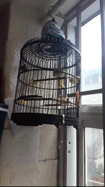 Chim Khuyên líu nuôi 1 năm. Mua bán Chim tại Quận Bắc Từ Liêm Hà Nội được đăng bởi Đặng Bùi Gia huy  hình 1