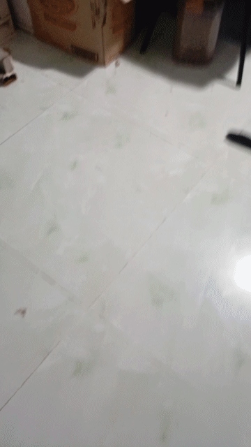 Mèo con giống tùy chọn màu đen trắng vàng đen. Mua bán Mèo tại Huyện Nhà Bè Tp Hồ Chí Minh được đăng bởi Nguyễn Thị Thanh Trang hình 1