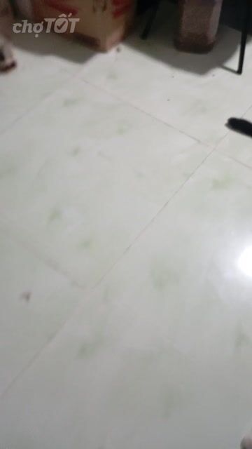 Mèo con giống tùy chọn màu đen trắng vàng đen. Mua bán Mèo tại Huyện Nhà Bè Tp Hồ Chí Minh được đăng bởi Nguyễn Thị Thanh Trang hình 1
