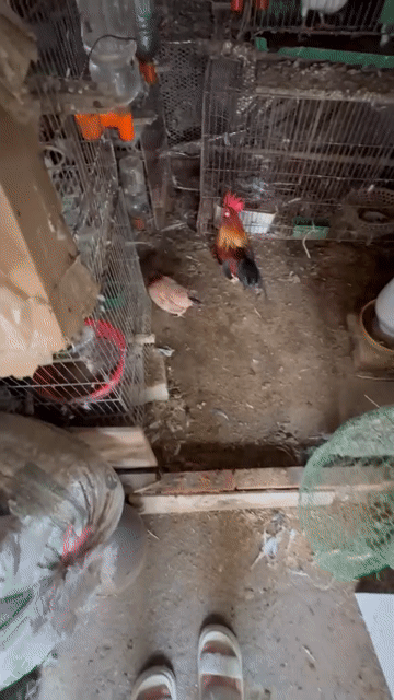 Gà cảnh mới nở nhiều màu. Mua bán Gà tại Quận Bắc Từ Liêm Hà Nội được đăng bởi Lưu anh Nam  hình 1