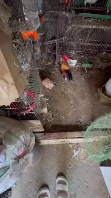Gà cảnh mới nở nhiều màu. Mua bán Gà tại Quận Bắc Từ Liêm Hà Nội được đăng bởi Lưu anh Nam  hình 1