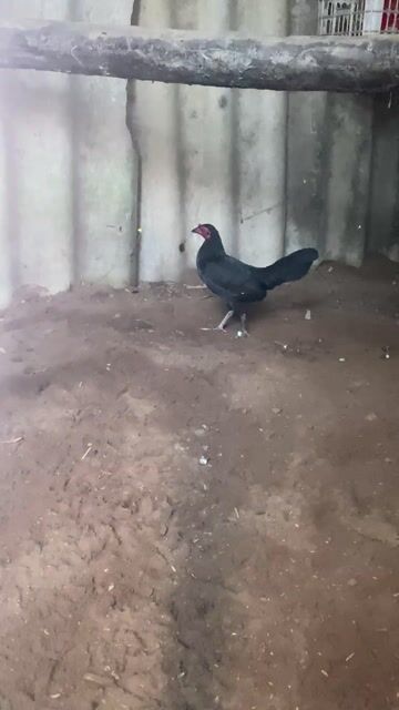 Gà giống đen mái 9 lạng. Mua bán Gà tại Huyện Châu Thành Tiền Giang được đăng bởi nguyen truong hình 1