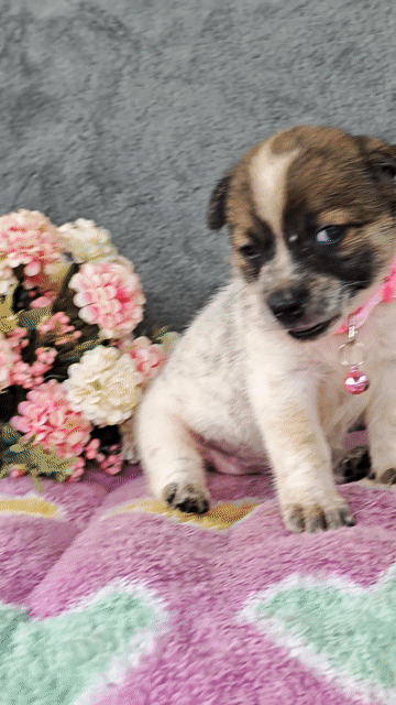 Gái Nhật lai chân ngắn lùn tè cưng xỉu😍. Mua bán Chó tại Huyện Hóc Môn Tp Hồ Chí Minh được đăng bởi Smile Pet hình 1