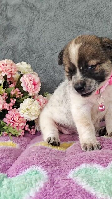 Gái Nhật lai chân ngắn lùn tè cưng xỉu😍. Mua bán Chó tại Huyện Hóc Môn Tp Hồ Chí Minh được đăng bởi Smile Pet hình 1