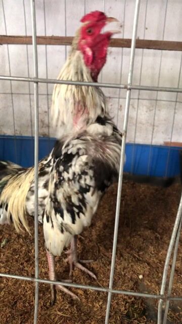 gà chuối 1k8. Mua bán Gà tại Huyện Châu Thành Bến Tre được đăng bởi Gà Bia 71 hình 1