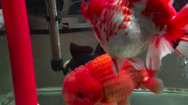 Cá vàng Oranda Ranchu 4.5-5.5n Cam. Mua bán Thú cưng khác tại Quận 8 Tp Hồ Chí Minh được đăng bởi Nguyễn Hậu hình 1