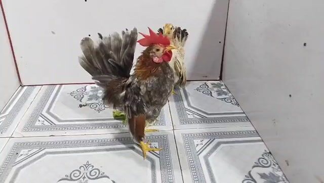 TRỐNG XÁM ĐIỀU & MÁI VÀNG SERAMA 33. Mua bán Gà tại Quận 8 Tp Hồ Chí Minh được đăng bởi THUẬN PHÁT SERAMA hình 1