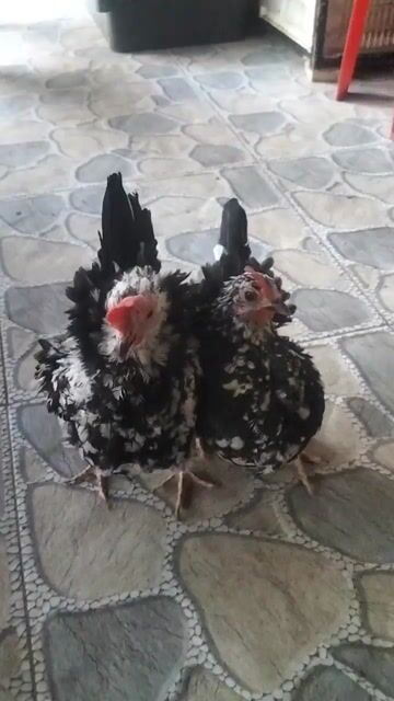 cặp mái serama bông. Mua bán Gà tại Huyện Phú Tân An Giang được đăng bởi Hoàng Loan  hình 1