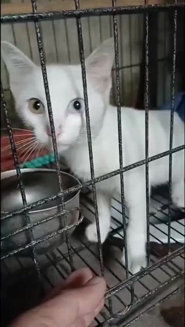 Mèo anh lông ngắn, mắt hai màu. Mua bán Mèo tại Quận Ninh Kiều Cần Thơ được đăng bởi Vao Ngoc hình 1