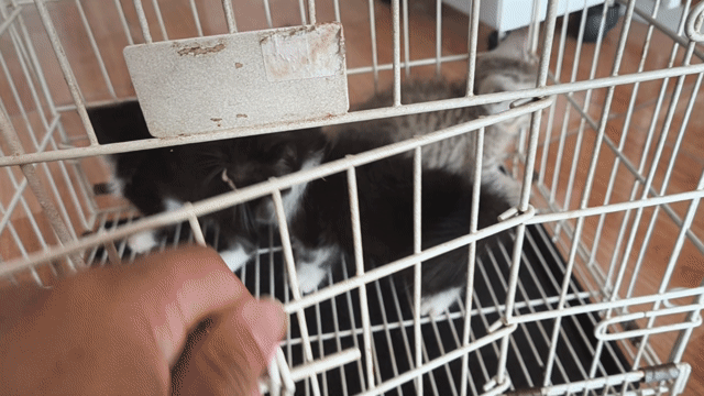 Mèo con Đen trắng, xám 0.8 tháng. Mua bán Mèo tại Thành phố Vĩnh Long Vĩnh Long được đăng bởi Minh Luan Huynh hình 1
