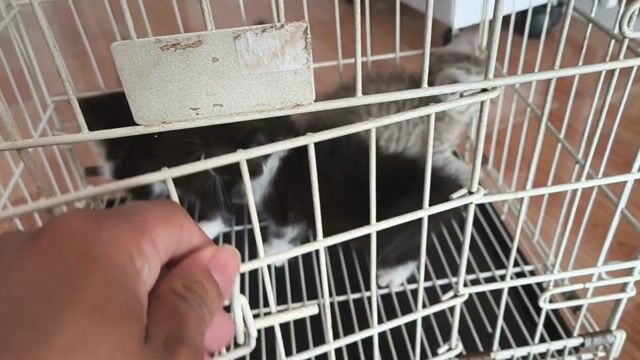 Mèo con Đen trắng, xám 0.8 tháng. Mua bán Mèo tại Thành phố Vĩnh Long Vĩnh Long được đăng bởi Minh Luan Huynh hình 1
