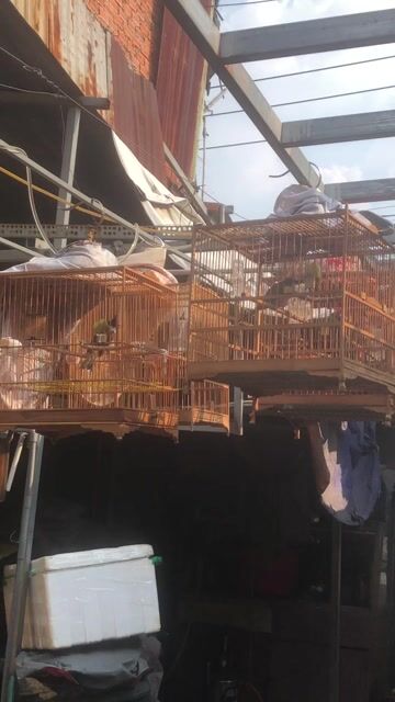 Chim chào mào 4 bộ. Mua bán Chim tại Huyện Bình Chánh Tp Hồ Chí Minh được đăng bởi Đức ĐPT hình 1