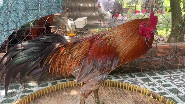 Gà chọi Xám bông Đực Gà tơ. Mua bán Gà tại Huyện Châu Thành Long An được đăng bởi bé ba hình 1