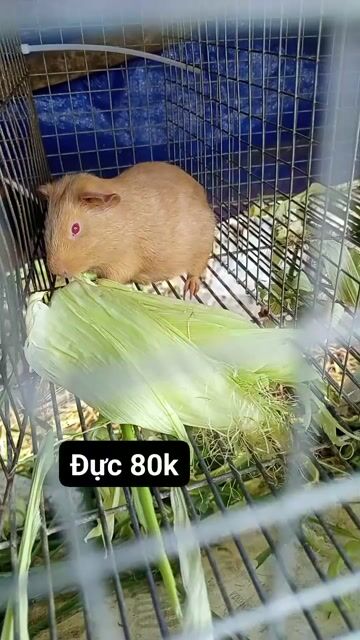 Bọ ú (chuột lang) đực gần 3 tháng tuổi. Mua bán Thú cưng khác tại Huyện Long Hồ Vĩnh Long được đăng bởi Linh hình 1