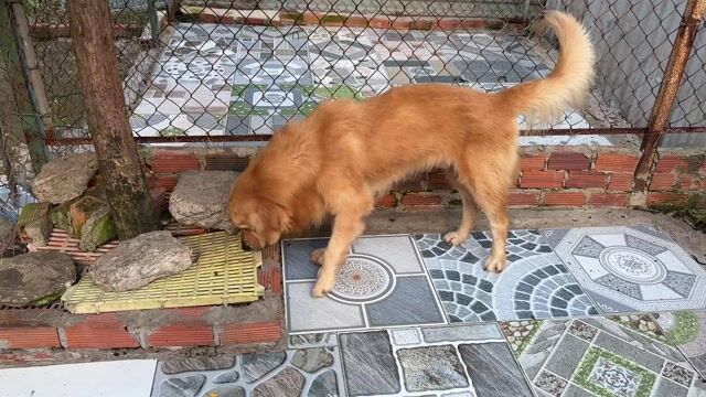 Chó Golden Retriever đực Vàng mơ 12 tháng. Mua bán Chó tại Huyện Bình Chánh Tp Hồ Chí Minh được đăng bởi phạm phố hình 1