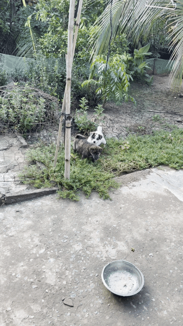 Chó vện. Mua bán Chó tại Huyện Châu Thành Tiền Giang được đăng bởi Ratty chuột béo hình 1