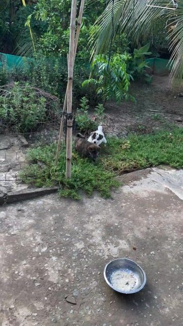 Chó vện. Mua bán Chó tại Huyện Châu Thành Tiền Giang được đăng bởi Ratty chuột béo hình 1