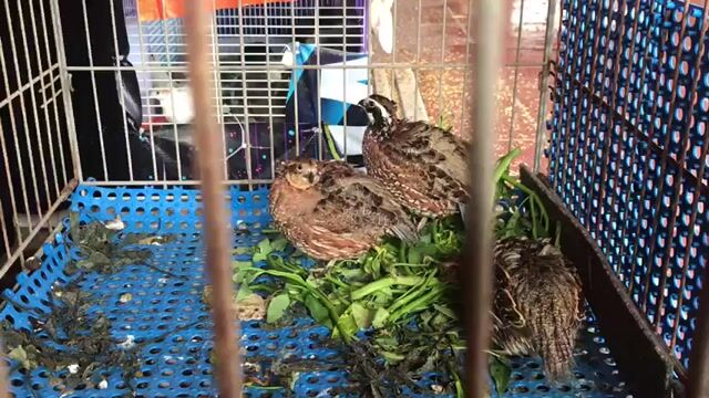 Trứng chim cút Mỹ. Mua bán Chim tại Quận Nam Từ Liêm Hà Nội được đăng bởi Phan Thị Quỳnh Ho hình 1