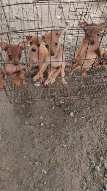 Chó Phốc Hươu mini Đực cái Nâu đã tiêm ngừa. Mua bán Chó tại Quận Bình Tân Tp Hồ Chí Minh được đăng bởi Hung hình 1