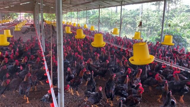 Gà Minh Dư (Lai Chọi). Mua bán Gà tại Huyện Chư Sê Gia Lai được đăng bởi Konz Jr hình 1