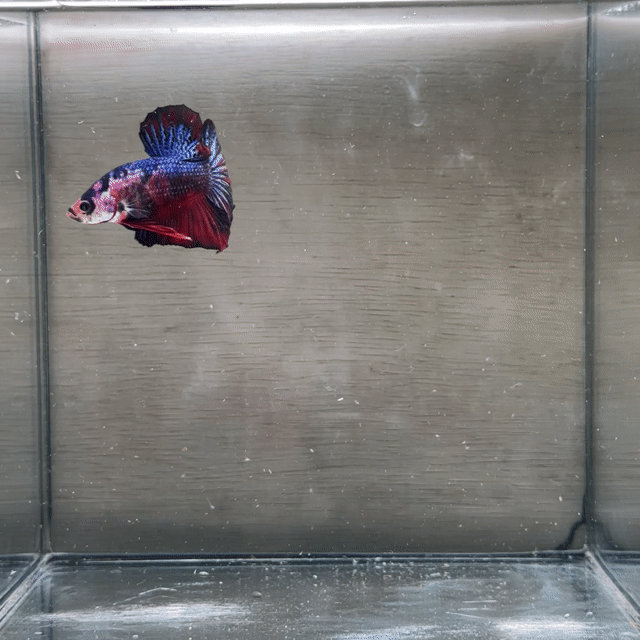 Cá Betta Plakat trống 3-3.5cm. Mua bán Thú cưng khác tại Quận 3 Tp Hồ Chí Minh được đăng bởi Long hình 1