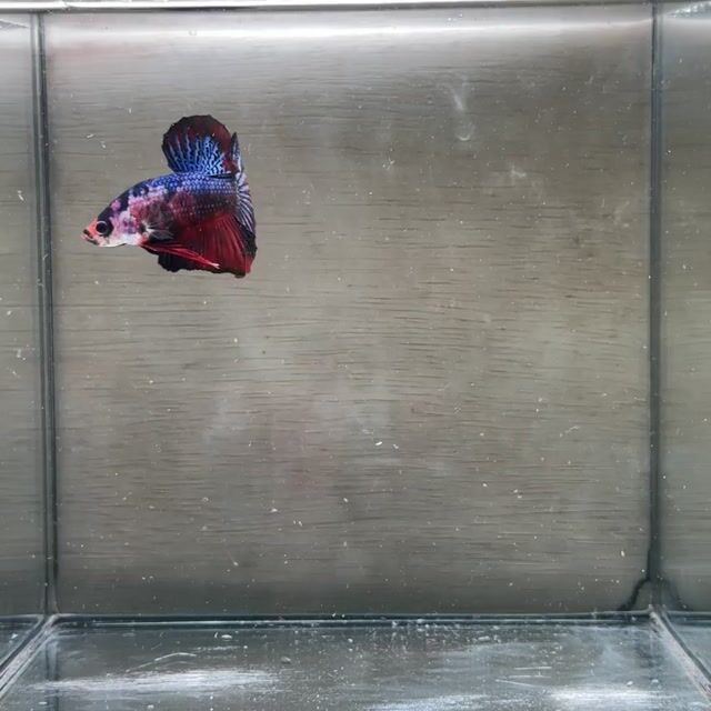 Cá Betta Plakat trống 3-3.5cm. Mua bán Thú cưng khác tại Quận 3 Tp Hồ Chí Minh được đăng bởi Long hình 1