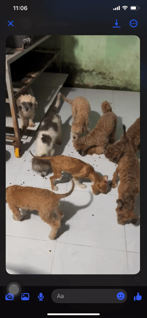 Poodle. Mua bán Chó tại Thành phố Biên Hòa Đồng Nai được đăng bởi 03 - Trần Nguyễn Kim Thiên Anh hình 1