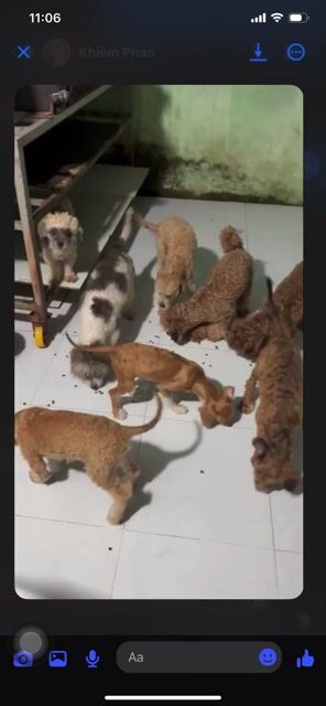 Poodle. Mua bán Chó tại Thành phố Biên Hòa Đồng Nai được đăng bởi 03 - Trần Nguyễn Kim Thiên Anh hình 1