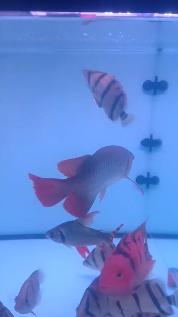 Cá Rồng Super Red 40 cm Đỏ. Mua bán Thú cưng khác tại Quận Bình Tân Tp Hồ Chí Minh được đăng bởi giau hình 1