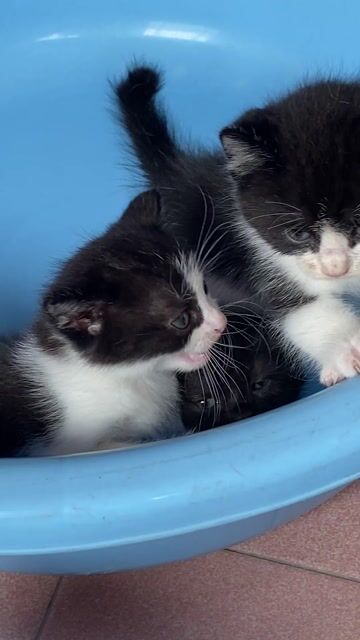 Mèo ALN đen chân lùn bé bò sữa chân cao. Mua bán Mèo tại Quận 8 Tp Hồ Chí Minh được đăng bởi Mèo Meo hình 1