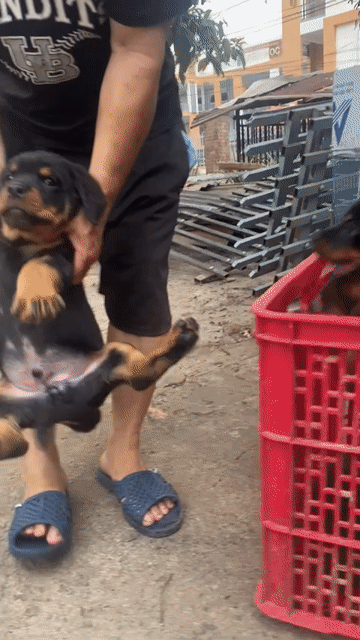Chó Rottweiler ms2. Mua bán Chó tại Thành phố Phan Thiết Bình Thuận được đăng bởi Trại Chó Rottweiler Trị An hình 1