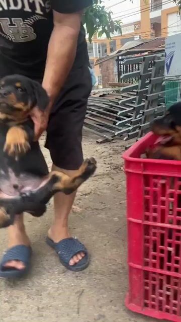 Chó Rottweiler ms2. Mua bán Chó tại Thành phố Phan Thiết Bình Thuận được đăng bởi Trại Chó Rottweiler Trị An hình 1