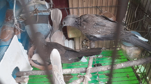 Chim Cu gáy Malay cặp khỏe mạnh. Mua bán Chim tại Thành phố Dĩ An Bình Dương được đăng bởi Thích chăn nuôi hình 1