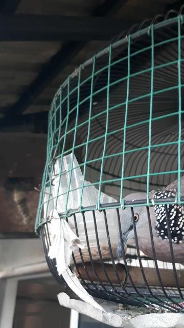 Chim Cu gáy Malaysia Thúc gù. Mua bán Chim tại Quận Gò Vấp Tp Hồ Chí Minh được đăng bởi Khoi hình 1