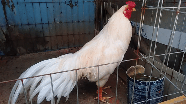 thái Mỹ 3kg(vip). Mua bán Gà tại Quận 8 Tp Hồ Chí Minh được đăng bởi Nguyễn Thị ánh Hồng  hình 1