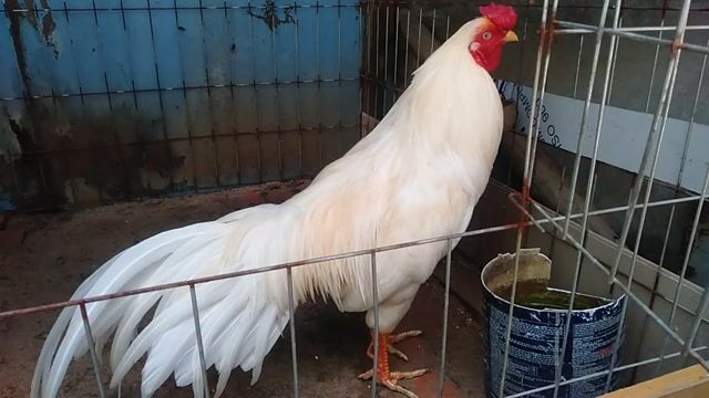 thái Mỹ 3kg(vip). Mua bán Gà tại Quận 8 Tp Hồ Chí Minh được đăng bởi Nguyễn Thị ánh Hồng  hình 1