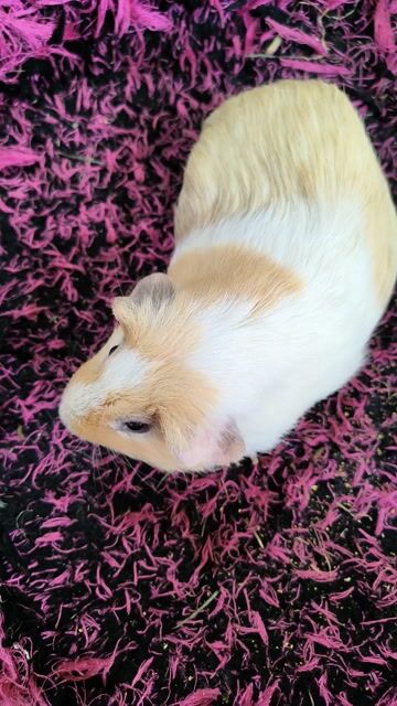 Chuột lang. Mua bán Thú cưng khác tại Quận 7 Tp Hồ Chí Minh được đăng bởi BỌ Ú SG Q7 hình 1