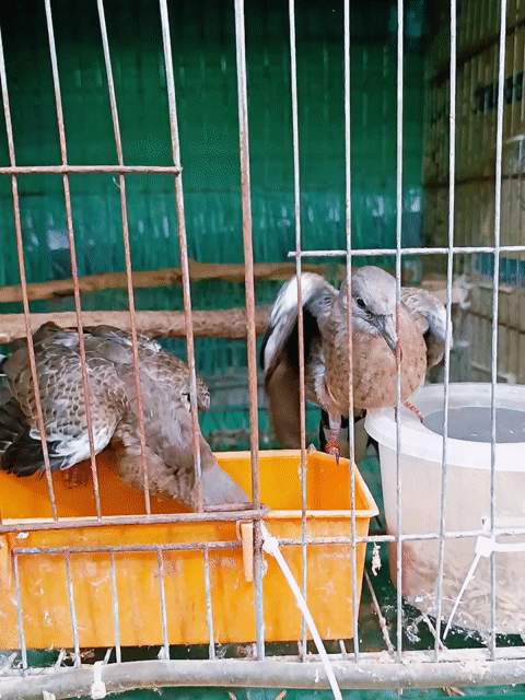 Cặp Thái Thổ Bầu. Mua bán Chim tại Huyện Lấp Vò Đồng Tháp được đăng bởi PH Dinh hình 1