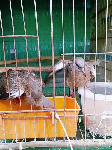 Cặp Thái Thổ Bầu. Mua bán Chim tại Huyện Lấp Vò Đồng Tháp được đăng bởi PH Dinh hình 1