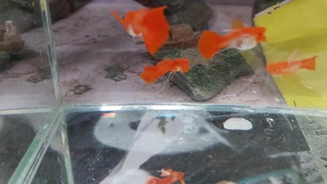 Cá Koi Red Ear .Dumboi koi.Sivered .vv. Mua bán Thú cưng khác tại Quận Bình Tân Tp Hồ Chí Minh được đăng bởi Caycanhminhhien hình 1