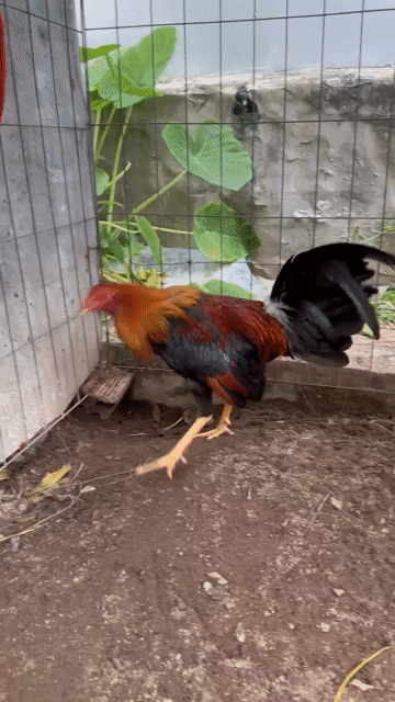 Gà tơ giống nhỏ màu Đỏ, Đen. Mua bán Gà tại Huyện Cần Giuộc Long An được đăng bởi nguyễn mạnh cường hình 1