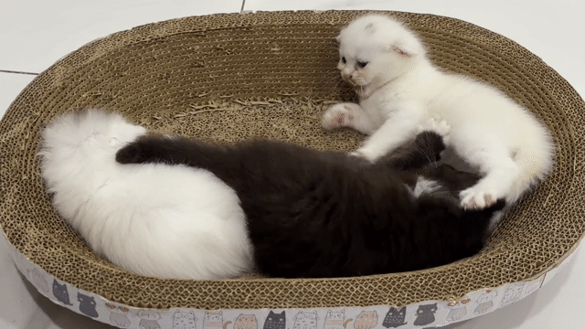 Tìm chủ cho bé mèo ALD 1,5 tháng tuổi. Mua bán Mèo tại Quận 7 Tp Hồ Chí Minh được đăng bởi Trâm hình 1