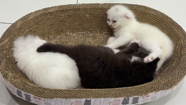 Tìm chủ cho bé mèo ALD 1,5 tháng tuổi. Mua bán Mèo tại Quận 7 Tp Hồ Chí Minh được đăng bởi Trâm hình 1