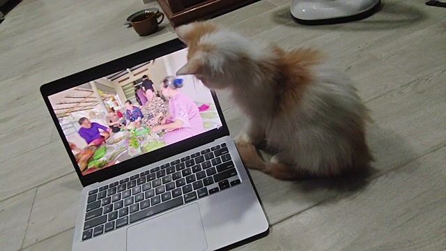 Mèo Anh lông dài đực. Mua bán Mèo tại Huyện Nhà Bè Tp Hồ Chí Minh được đăng bởi Phuhao Le hình 1