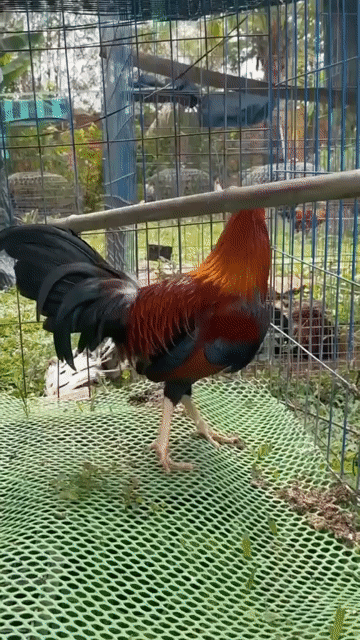 Gà Đỏ đen 1.45kg. Mua bán Gà tại Huyện Bình Chánh Tp Hồ Chí Minh được đăng bởi minh nguyễn thanh hình 1