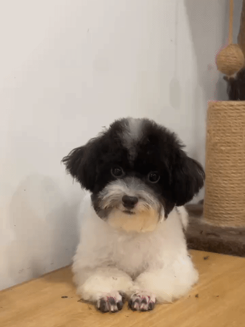 chó Bò sữa size tiny đực. Mua bán Chó tại Huyện Hoài Đức Hà Nội được đăng bởi Tuấn Anh hình 1