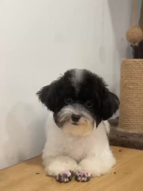 chó Bò sữa size tiny đực. Mua bán Chó tại Huyện Hoài Đức Hà Nội được đăng bởi Tuấn Anh hình 1