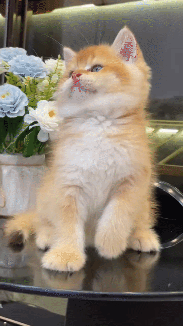 Mèo Anh lông ngắn Golden Đực Cái đã tiêm. Mua bán Mèo tại Quận Bình Thạnh Tp Hồ Chí Minh được đăng bởi Như Ý hình 1