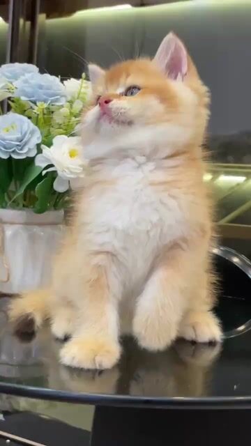 Mèo Anh lông ngắn Golden Đực Cái đã tiêm. Mua bán Mèo tại Quận Bình Thạnh Tp Hồ Chí Minh được đăng bởi Như Ý hình 1